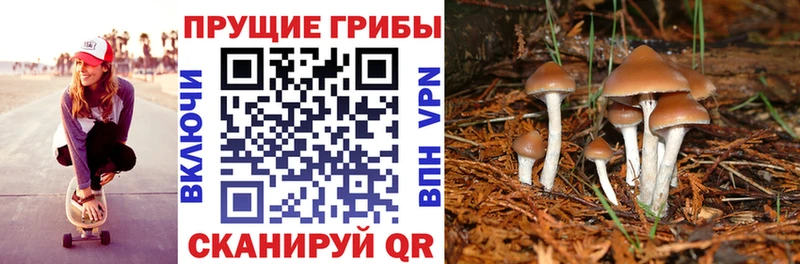 Галлюциногенные грибы мицелий Ершов